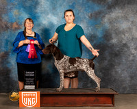 German Shorthaired Pointer #393 Sun G2 Judge Nancy Eilks