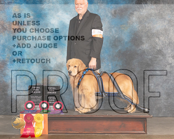 Golden Retriever #344 Sun TD_MMJ_5546_BeltonTxClassic2021-HR3