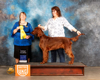 Irish Setter #102 Sun G4 Judge Nancy Eilks