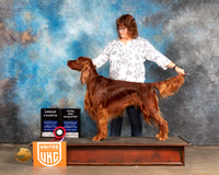 Irish Setter #132 Sun G4 TD Judge Stan Matsumoto