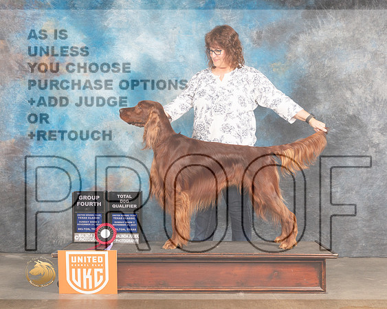 Irish Setter #132 Sun G4 TD Judge Stan Matsumoto_MMJ_5880_BeltonTxClassic2021-HR3