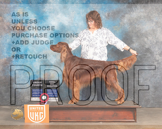 Irish Setter #132 Sun G4 TD Judge Stan Matsumoto_MMJ_5881_BeltonTxClassic2021-HR3