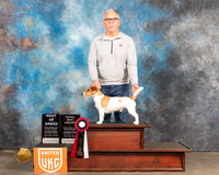 Jack Russell Terrier r #145 Sun1 BOBTD Judge Pamela Moore