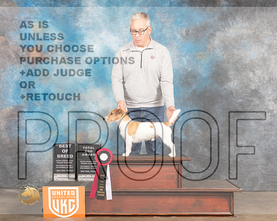 Jack Russell Terrier r #145 Sun1 BOBTD Judge Pamela Moore_MMJ_5657_BeltonTxClassic2021-HR3