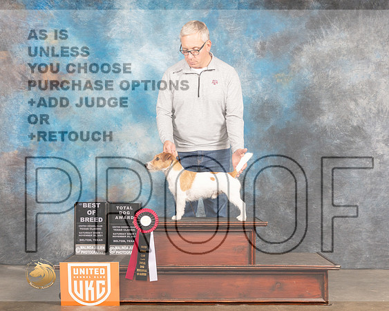 Jack Russell Terrier r #145 Sun1 BOBTD Judge Pamela Moore_MMJ_5659_BeltonTxClassic2021-HR3