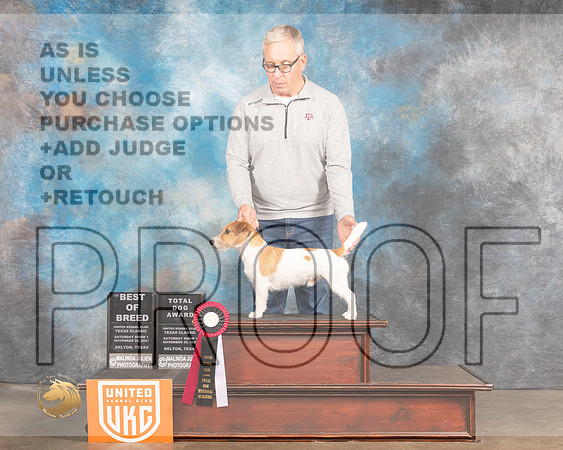 Jack Russell Terrier r #145 Sun1 BOBTD Judge Pamela Moore_MMJ_5658_BeltonTxClassic2021-HR3