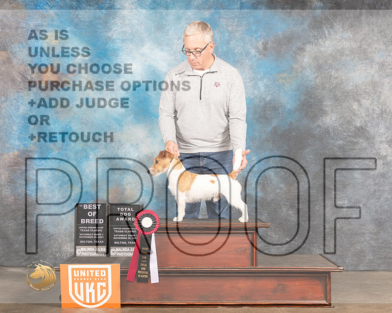 Jack Russell Terrier r #145 Sun1 BOBTD Judge Pamela Moore_MMJ_5661_BeltonTxClassic2021-HR3