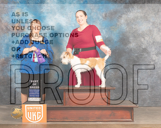 Kromfohrlander #222 Sun2 BOB Judge Nancy Eilks_MMJ_5825_BeltonTxClassic2021-HR3