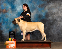Mastiff #465 Sun Judge Rick Klatt