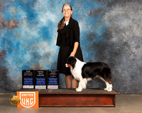 Miniature American Shepherd #101 URO1 TD BM Judge Jennifer Landers