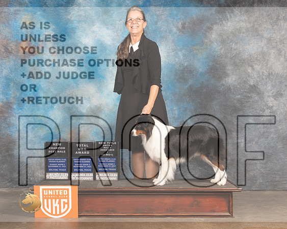 Miniature American Shepherd #101 URO1 TD BM Judge Jennifer Landers_MMJ_5898_BeltonTxClassic2021-HR3