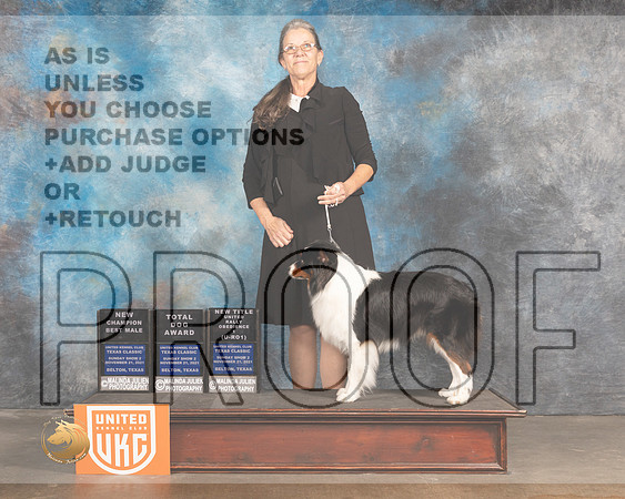 Miniature American Shepherd #101 URO1 TD BM Judge Jennifer Landers_MMJ_5901_BeltonTxClassic2021-HR3