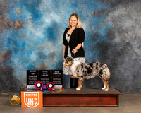 Miniature American Shepherd #182 Sun BOB Judge Pamela Moore
