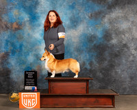 Pembroke Welsh Corgi #249 Sun RWD Judge Pamela Moore
