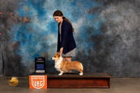 Pembroke Welsh Corgi #469 Sun WB Judge Jennifer Landers