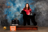Poodle Std #252 Sun Ch Judge Nancy Eilks 2