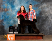 Poodle Std #254 BM Sun Judge Nancy Eilks