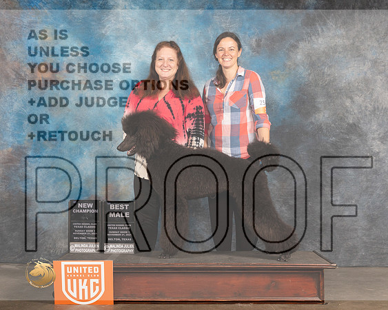 Poodle Std #254 BM Sun Judge Nancy Eilks_MMJ_5581_BeltonTxClassic2021-HR3