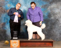 Poodle Std #511 Sun PRBIS Judge Richard Klatt