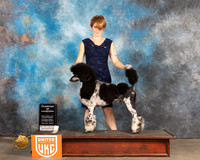 Poodle Std MC #191 Sun1 COC Judge Nancy Eilks