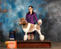 Poodle Std MC #234 Sun RCOC Judge Stanley Matsumoto
