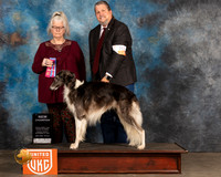 Silken Windhound #177 Sun WD Judge Kevin Izzard Carroll