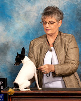 Toy Fox Terrier #421