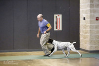 German Shorthaired Pointer Sat S2