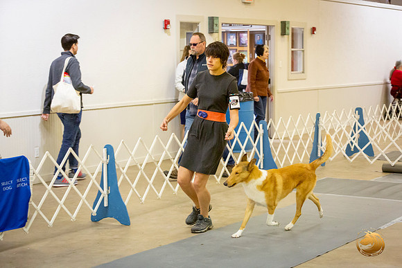 Collie Smooth Roxane Jourdain Sat_JJL_3667-BellvilleCCKC2019-HR3