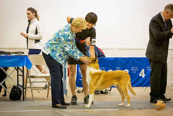 Collie Smooth Roxane Jourdain Sat_JJL_3668-BellvilleCCKC2019-HR3