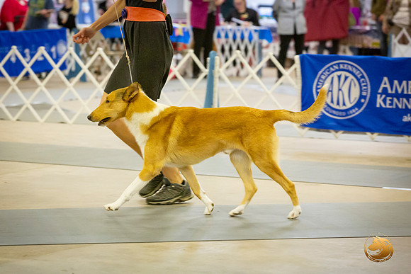 Collie Smooth Roxane Jourdain Sat_JJL_3670-BellvilleCCKC2019-HR3