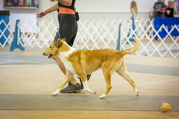Collie Smooth Roxane Jourdain Sat_JJL_3674-BellvilleCCKC2019-HR3