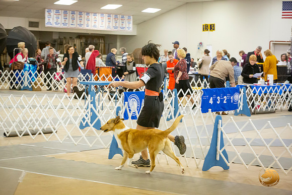 Collie Smooth Roxane Jourdain Sat_JJL_3683-BellvilleCCKC2019-HR3