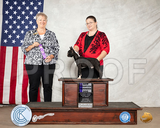 Boston Terrier #10 Sat WD Ch Judge Penny Disiena__SR_2712-BellvilleCCKC2019-HR3