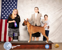 Boxer #9 Sat WD Judge Bridget Brown