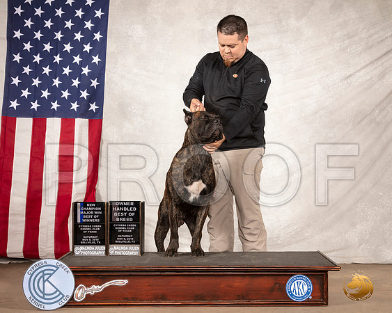 Cane Corso #7 Sat Judge Bridget Brown__SR_2646-BellvilleCCKC2019-HR3