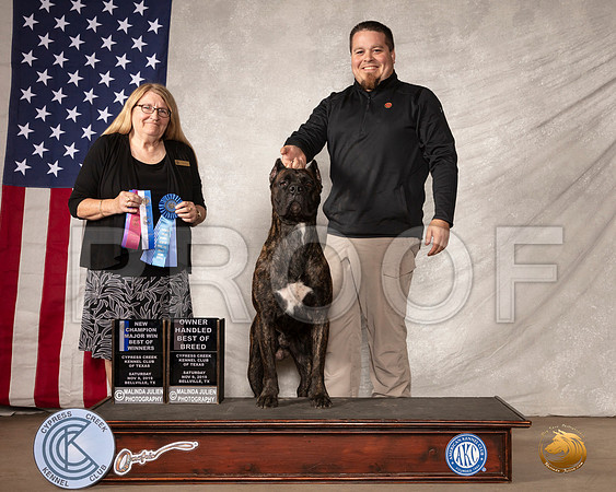 Cane Corso #7 Sat Judge Bridget Brown__SR_2649-BellvilleCCKC2019-HR3