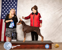 Doberman Pinscher #10 Judge Bridget Brown