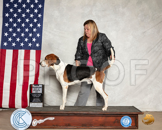 Treeing Walker Coonhound #5 Sat BOSBOW NCh__SR_2724-BellvilleCCKC2019-HR3