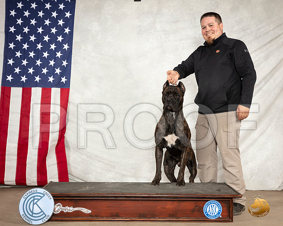 Cane Corso Custom Josh__SR_2847-BellvilleCCKC2019-HR3