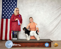 Cocker Spaniel Parti #8 Sat WB Maj Judge Barbara Shaw