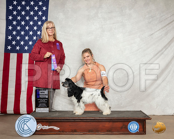 Cocker Spaniel Parti #8 Sat WB Maj Judge Barbara Shaw__SR_2857-BellvilleCCKC2019-HR3