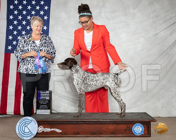 German Shorthaired Pointer #7 Sat WD Ch Judge Penny Disiena__SR_2817-BellvilleCCKC2019-HR3