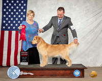Golden Retriever #8 Sat G2 Judge Carol Jean Nelson