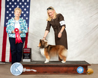 Shetland Sheepdog #16 Sat G2 Judge Karen J Hynek
