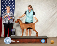 Vizsla #5 Sat BOB Judge Penny Disiena