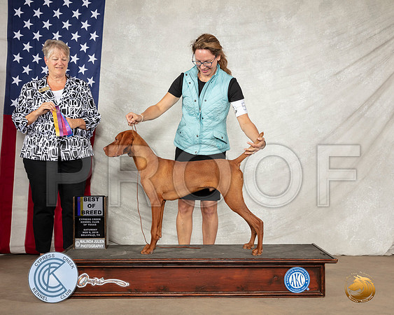 Vizsla #5 Sat BOB Judge Penny Disiena__SR_2873-BellvilleCCKC2019-HR3