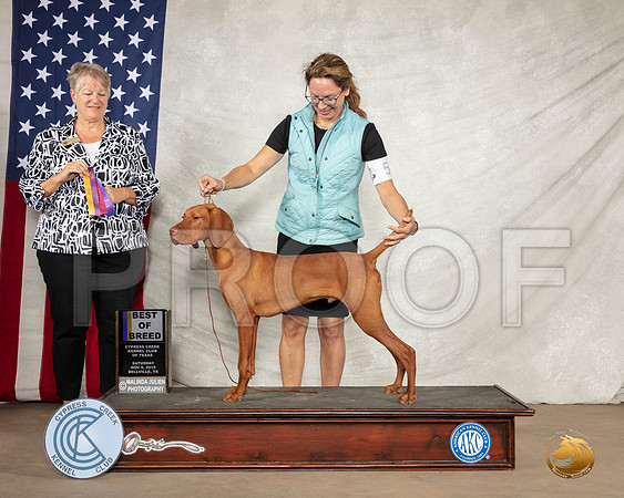 Vizsla #5 Sat BOB Judge Penny Disiena__SR_2874-BellvilleCCKC2019-HR3