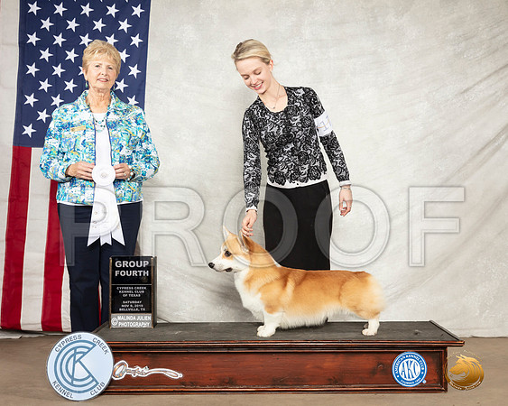 Pembroke Welsh Corgi #17 Sat G4 Judge Karen J Hynek__SR_2761-BellvilleCCKC2019-HR3