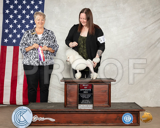 Poodle Toy #10 Sat BOS Judge Penny Disiena__SR_2820-BellvilleCCKC2019-HR3